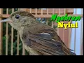 Download Lagu Burung Flamboyan Gacor Ngebren Rapat Nyerecet Nyiul Cocok buat Pancingan