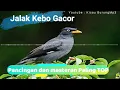 Download Lagu Suara Pancingan dan masteran Burung  jalak kebo | Kicau Burung Mp3