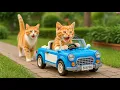 Download Lagu Mama Cat Trims Fur on the Farm and Makes Tiger Hat For Kittens At Home🐾🎩🐯