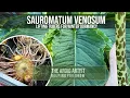 Pulling up a Sauromatum venosum