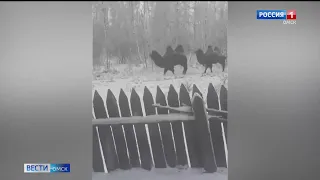 Омичи все чаще встречают диких животных в черте города