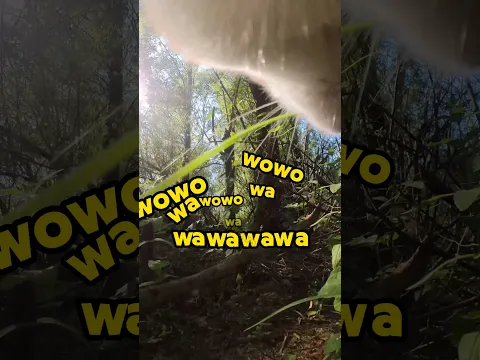 Wawawawa
