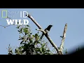 Download Lagu Kicau Burung Kacer Di Alam Liar  Bikin Ngiler...!!! part 1