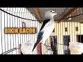 Download Lagu JALAK KAPAS GACOR FULL ISIAN NGEROL NEMBAK UNTUK MASTERAN BURUNG DAN PANCINGAN JALAK KAPAS BAHAN