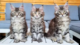 The Happy Life of 10 Weeks Old Maine Coon Kittens
