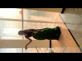 sammohanuda song dance |kiran abbavaram| neha shetty| rules ranjann | tejaswinijadala | Telugu
