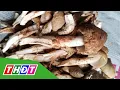 Download Lagu Vàng \