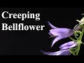 Creeping Bellflower