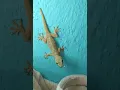 Download Lagu Lizard 🦎 #shorts #viral #video #lizard
