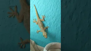 Lizard Shorts Viral Video Lizard  Lizard Shorts Viral Video Lizard