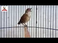 Download Lagu Pancingan terbaik jongkangan nyuling, Jadikan burung anda Semakin Gacoorr!!!