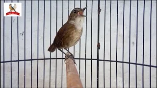 pancingan terbaik jongkangan nyuling jadikan burung anda semakin gacoorr