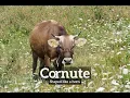 How to Say Cornute in English What is Cornute How Does Cornute Look