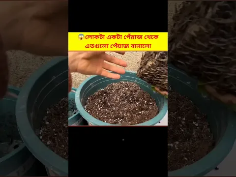 😱 লোকটা একটা পেঁয়াজ চাষ করে তিনটে পেঁয়াজ বানালো | Onion Farming At Home Bangla