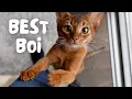 Are Abyssinians the PERFECT cat Everything you need to know - Abyssinian 101
