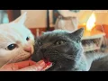 I Stayed at a Cozy Guesthouse in Aomori, Japan with 4 Adorable Cats 🐈 | Tsugaru-no-Hetcho