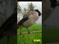 Lagu Burung Kutilang Gacor Ngamuk Menekan Lawan,