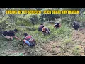 Download Lagu MANCING BELUT DISINI AUTO GACOR