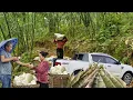 Download Lagu I harvested bamboo shoots and earned $500 in just one day.