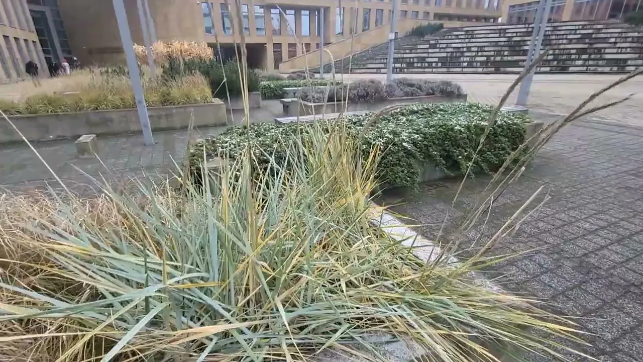 Lyme grass, sand rye grass, Leymus arenarius, a beach grass once collected for food in Iceland