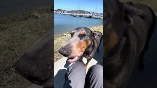 #fyp #dream #doberman #pets #youtube