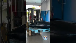 Tuna 270 kg