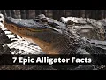7 Fascinating Facts about American Alligators