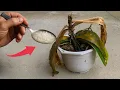 Download Lagu Herleef je Orchidee: Van Stervend tot Prachtige Bloei!