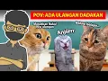 Lagu 10 VIDEO KUCING PALING LUCU DAN NGAKAK