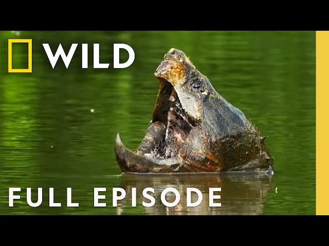 Video: The Mighty Mississippi (Full Episode) | America the Beautiful | Nat Geo Animals
