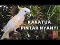 Download Lagu BURUNG KAKATUA PINTER NYANYI
