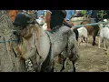 Download Lagu Materinya Bagus Bagus..! Kambing Pejantan Jerabang Masuk Pasar Kucen Tulungagung 