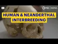 Did Homo sapiens and Neanderthals Interbreed? | NOVA | PBS