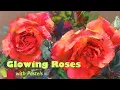 Download Lagu Painting Glowing Roses Pastel Tutorial