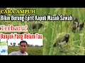 Download Lagu CARA SUPAYA BURUNG PIPIT (EMPRIT) TIDAK MAKAN PADI DI SAWAH | Mengatasi Burung Pipit/Emprit