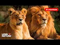 Download Lagu 🔴 24/7 LIVE: Wildlife \u0026 Nature Documentaries | Love Nature