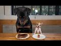 Chihuahua vs Rottweiler The Funniest Moments Ever