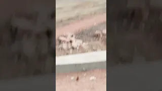 المدينة المنورة من فوق المطل البيوت لون السماء بيضاء ماشاء الله 