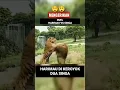 Download Lagu PERTARUNGAN HARIMAU VS SINGA