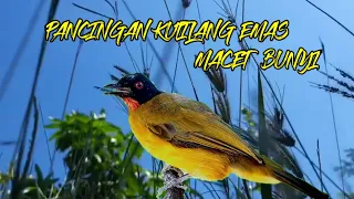 Download Suara burung kutilang emas betina gacor, cocok buat gesekan kutilang emas macet bunyi MP3