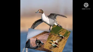 صوت ابو زله بربش مصو حذاف دجاج ماي 