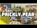 Download Lagu Types of Prickly Pear Cactus