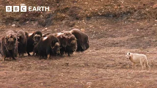 Deadly Animal Showdowns | BBC Earth