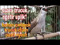 Download Lagu pancingan trucuk bahan ombyokan trucuk diam jamin langsung nyaut pake trucuk ngetir uplik\