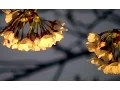 Vladimir Shafranov Trio - Prelude No.20