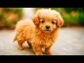 Download Lagu The lost puppy in the park kept crying and calling for its mother  I saw its loving eyes