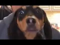 try not to laugh tiktok challenge