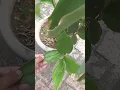 Download Lagu How to use Insulin Plant Leaves / Control Your Blood Sugar Level By Insulin Plant Leaves