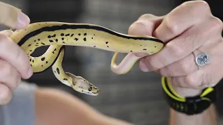 Stunning Lesser Leopard Clown het pied ball python clutch ID 12 of 2023