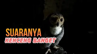 pemilik suara ngeri di hutan suaranya kenceng banget suara strix seloputo